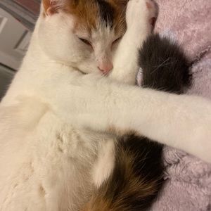 Meet your Posher, Bailey